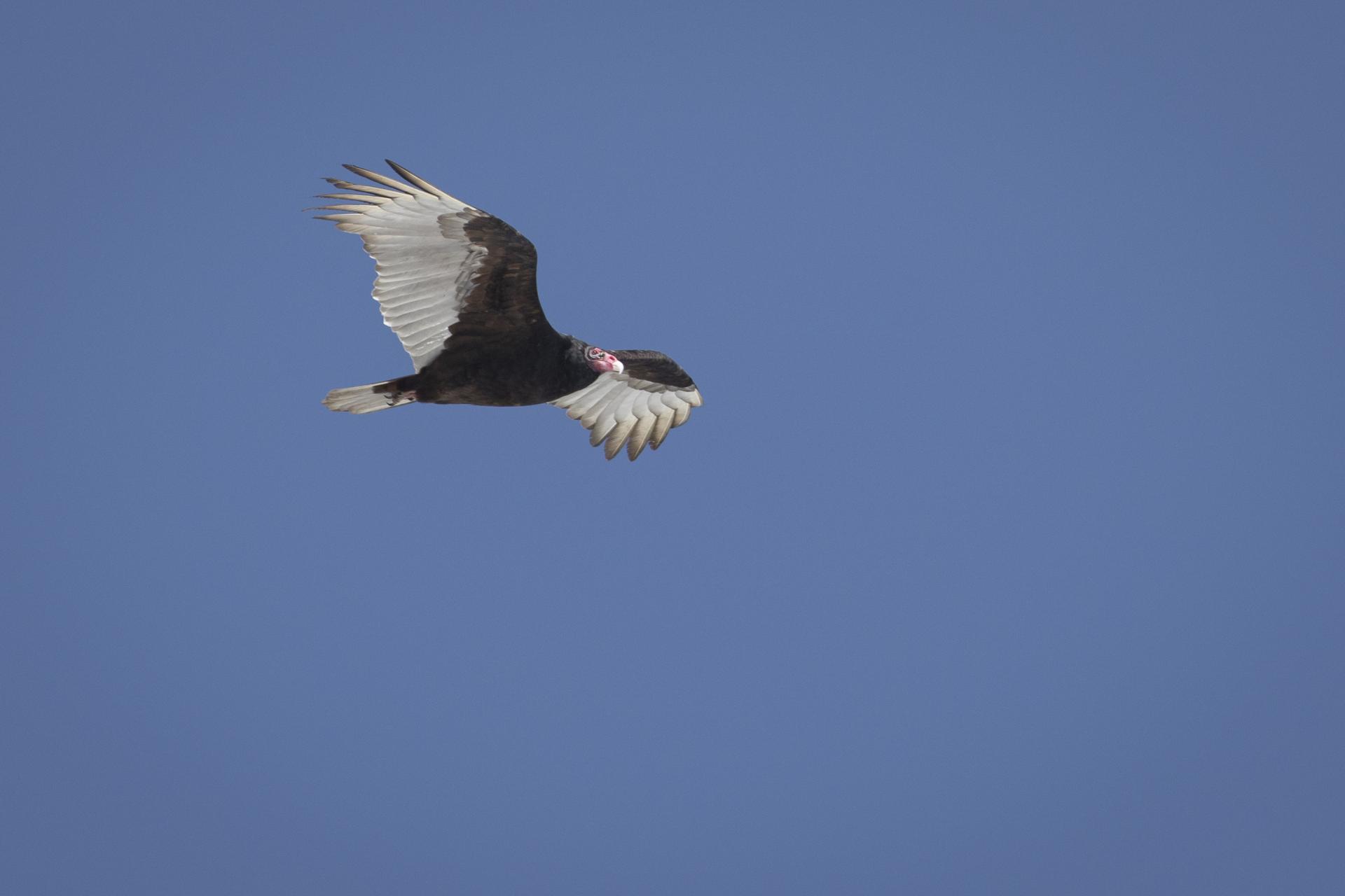 urubu-a-tete-rouge-turkey vulture